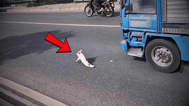 A paralyzed piglet lost on the road, without family, unexpectedly found love from kind strangers. A paralyzed piglet lost on the road, without family, unexpectedly found love from kind strangers.