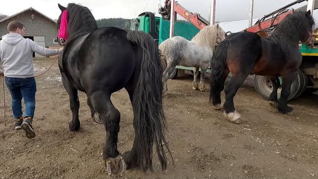 Armăsarii lui dl. sandu de la putna bucovina Armăsarii lui dl. sandu de la putna bucovina