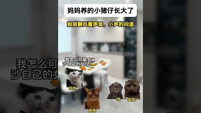 猫猫猪仔长大了4 #cat #喵哥是萌新 #catmemes #funny 猫猫猪仔长大了4 #cat #喵哥是萌新 #catmemes #funny