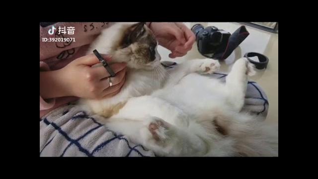 【tik tok】【抖音】當喵星人聽到主人要做燉貓湯的反應.flv 【tik tok】【抖音】當喵星人聽到主人要做燉貓湯的反應.flv