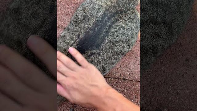 Spanking a cat outside Spanking a cat outside