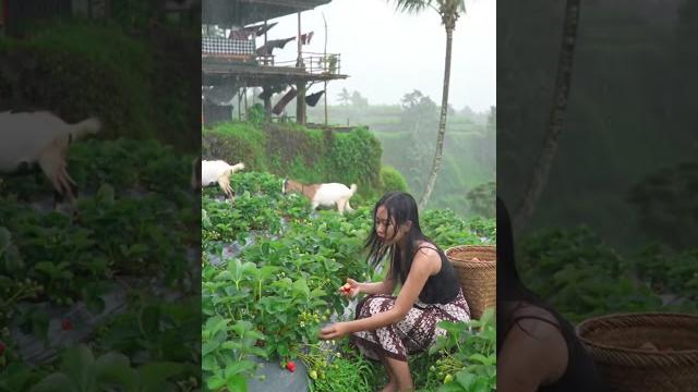 Rainfall and fresh fruit | a quiet strawberry moment in the mountains #rainsounds #sleepmusic Rainfall and fresh fruit | a quiet strawberry moment in the mountains #rainsounds #sleepmusic