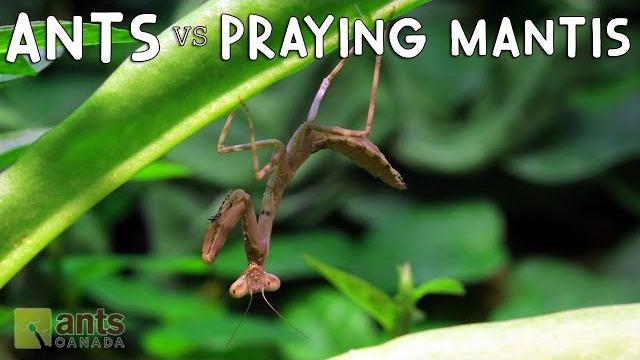 Ants vs. praying mantis Ants vs. praying mantis