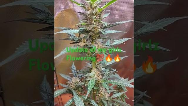 @fastbudsgenetics !!!update!!! #gorilla #cookies #flowers #pineapple #express twin buds coming. @fastbudsgenetics !!!update!!! #gorilla #cookies #flowers #pineapple #express twin buds coming.