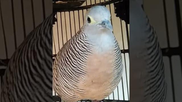 Burung perkutut rondosemoyo Burung perkutut rondosemoyo