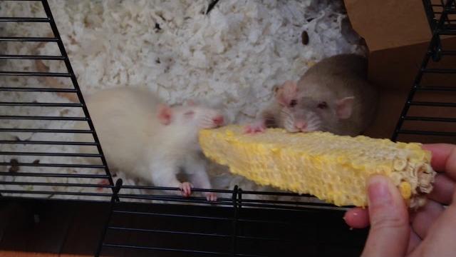Lulu and julia want corn... now! Lulu and julia want corn... now!