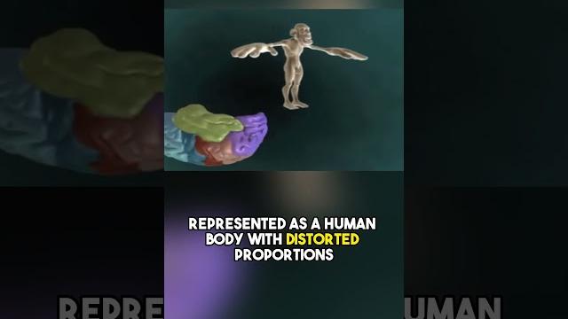 The cortical homunculus The cortical homunculus