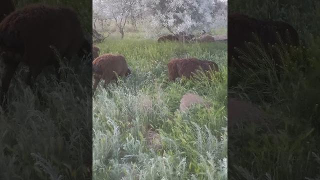 #qoyboqish #nature #gisar #animals #villagelife #cattleworld #qochqorboqish #travel #qoychilik #qoyboqish #nature #gisar #animals #villagelife #cattleworld #qochqorboqish #travel #qoychilik