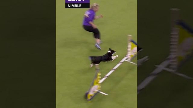 Is this the fastest dog of all-time? #foxsports #dogs #westminster #dogshow #allamerican Is this the fastest dog of all-time? #foxsports #dogs #westminster #dogshow #allamerican
