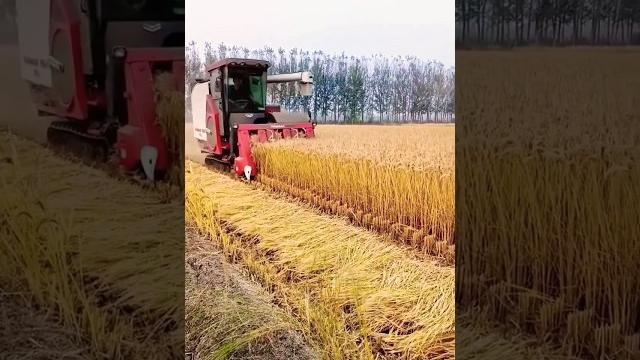 Mini harvester in india #yanmar #harvester #shorts Mini harvester in india #yanmar #harvester #shorts