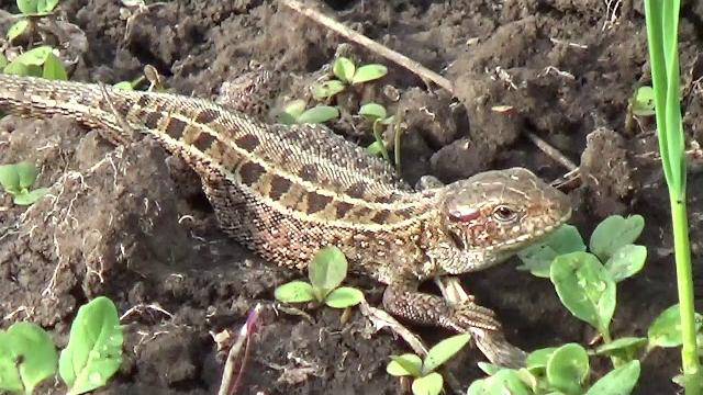 Ящерица и видео про ящериц Ящерица и видео про ящериц