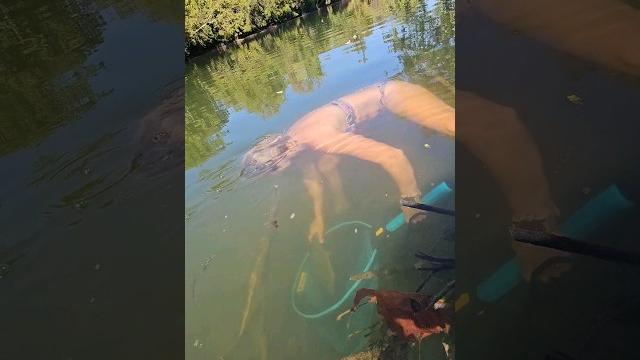 She swam into the water to catch my snagged smallmouth bass - part 1 #swimbaits #riverfishing She swam into the water to catch my snagged smallmouth bass - part 1 #swimbaits #riverfishing