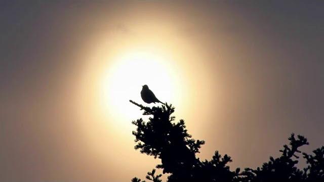 Peaceful music - birds singing in the morning Peaceful music - birds singing in the morning