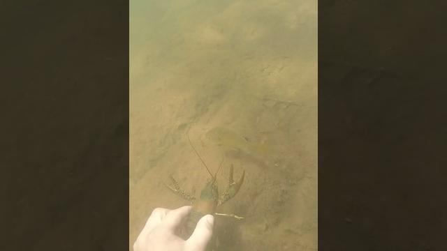 Have you ever used a crawdad to catch fish? #lake #pnw #fishing #fish #crawdads #wildlife Have you ever used a crawdad to catch fish? #lake #pnw #fishing #fish #crawdads #wildlife