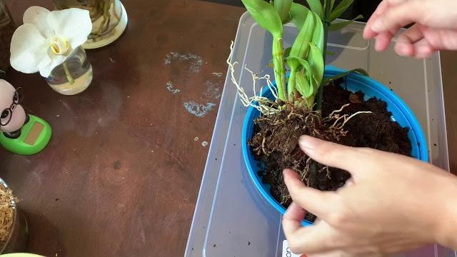 Dendrobium repotting Dendrobium repotting