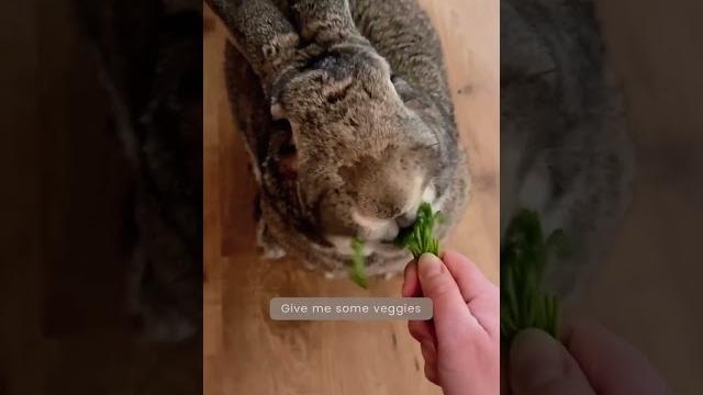 Funny pet video | "i am your bunny" | funny rabbit | funny bunny Funny pet video | "i am your bunny" | funny rabbit | funny bunny