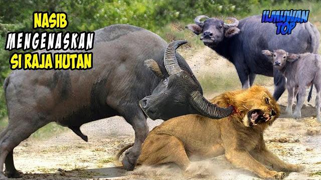 Pertarungan epik ! nasib konyol hewan buas yang malah jadi korban saat nekat pilih lawan jadi mangsa Pertarungan epik ! nasib konyol hewan buas yang malah jadi korban saat nekat pilih lawan jadi mangsa