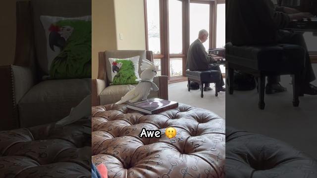 Watch my parrot react to live music! #cockatoo #parrot #surprise #reaction #piano #music Watch my parrot react to live music! #cockatoo #parrot #surprise #reaction #piano #music