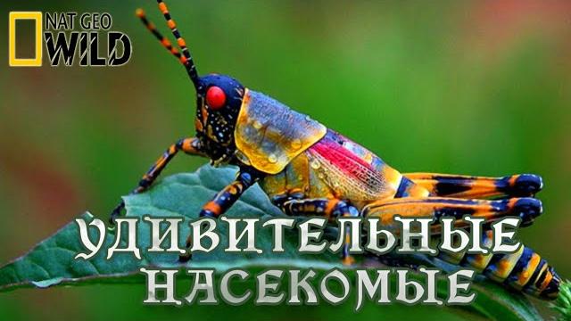 Удивительные насекомые. мир природы, дикие животные. #документальный фильм. national geographic Удивительные насекомые. мир природы, дикие животные. #документальный фильм. national geographic