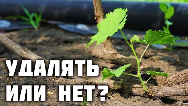 Растущие побеги от головы куста - удалять или нет? ️ Растущие побеги от головы куста - удалять или нет? ️