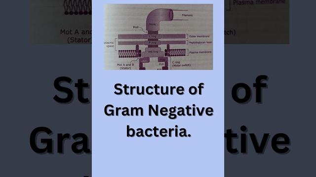 All about bacterial flagella All about bacterial flagella