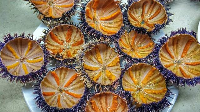 Морской еж икра: как есть и какие Морской еж икра: как есть и какие