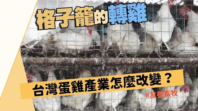格子籠的轉雞|台灣蛋雞產業怎麼改變?(我們的島 第969集 2018-08-27)#友善畜牧 格子籠的轉雞|台灣蛋雞產業怎麼改變?(我們的島 第969集 2018-08-27)#友善畜牧