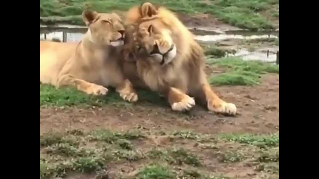 King & queen of the jungle | lion king and queen King & queen of the jungle | lion king and queen