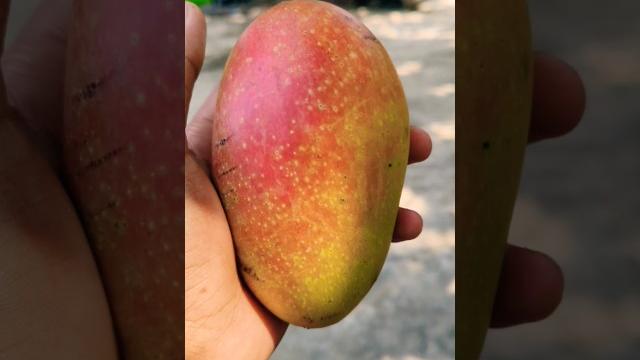 Mango vairalreels $5000 dame mango resini video 50k view naya vairalee risaluuuyoutube 2025 vairal Mango vairalreels $5000 dame mango resini video 50k view naya vairalee risaluuuyoutube 2025 vairal