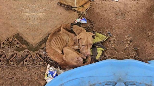 5 years chained to misery, sleeping among the garbage, without water, without food, without hope! 5 years chained to misery, sleeping among the garbage, without water, without food, without hope!