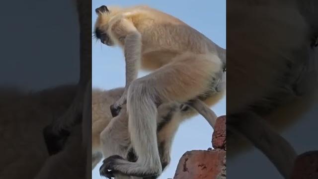 Monkey sex Monkey sex