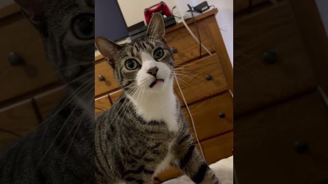 What he say?!? #meow #tango #kittycat #awwwanimals #soocute #kitten #meowing #lovecats #tangokitty What he say?!? #meow #tango #kittycat #awwwanimals #soocute #kitten #meowing #lovecats #tangokitty