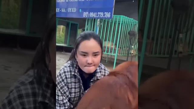 Cara kawinkan anjing. #dog #lucu Cara kawinkan anjing. #dog #lucu