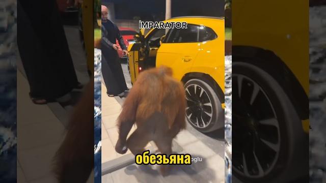 Вирусные видео / обезьяна Вирусные видео / обезьяна