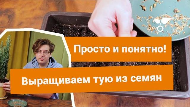 Вырастить тую из семян? пара пустяков! Вырастить тую из семян? пара пустяков!