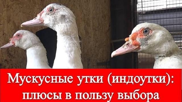 Мускусные утки (индоутки): плюсы в пользу выбора Мускусные утки (индоутки): плюсы в пользу выбора