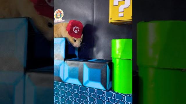 Super mario hamster bros Super mario hamster bros