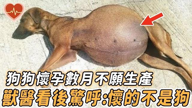 The dog in the family was pregnant but did not want to give birth. after the veterinary examination The dog in the family was pregnant but did not want to give birth. after the veterinary examination