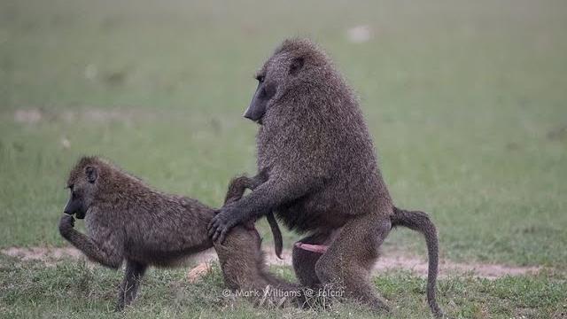 Top 6 animals with the most crazy mating rituals in the wild Top 6 animals with the most crazy mating rituals in the wild
