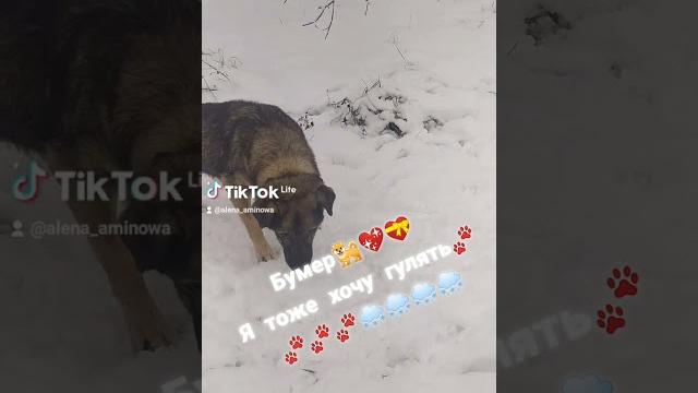Старый пёс Старый пёс