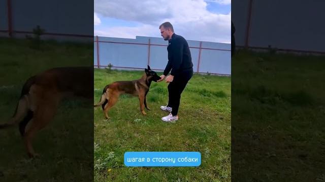 Как научить собаку команде назад Как научить собаку команде назад