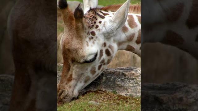 Giraffe , animal /жираф животных #giraffe #animal #жираф #животных #whatsappstatus #shorts #2021 Giraffe , animal /жираф животных #giraffe #animal #жираф #животных #whatsappstatus #shorts #2021