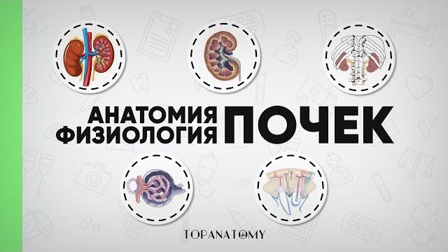 Анатомия и физиология почек. нефрон Анатомия и физиология почек. нефрон
