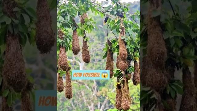 How does this bird build such a beautiful nest? #how #birds #build #beautiful #nest #shorts #short How does this bird build such a beautiful nest? #how #birds #build #beautiful #nest #shorts #short