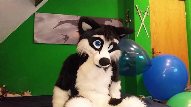 Fursuit balloon popping fun Fursuit balloon popping fun