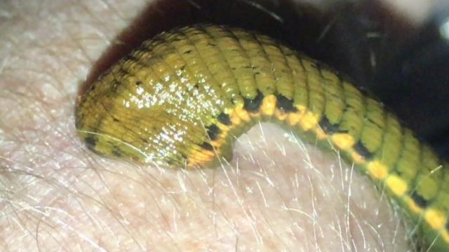 Big leech sucking blood Big leech sucking blood