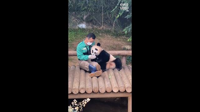Baby panda fubao spending free-time with the zookeeper | everland panda world 'fubao' Baby panda fubao spending free-time with the zookeeper | everland panda world 'fubao'