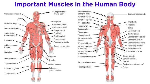 The muscular system The muscular system