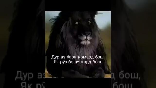 Инеки ютуба кафонд Инеки ютуба кафонд