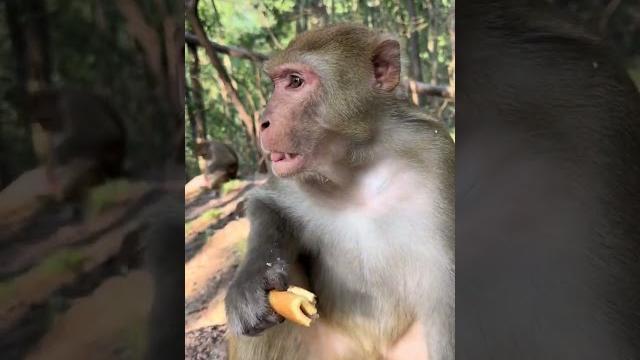Mysophobic monkey choked after eating bread too quickly Mysophobic monkey choked after eating bread too quickly